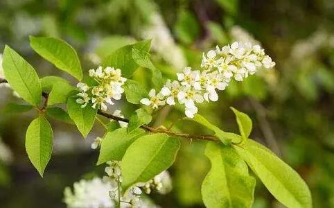  樸樹(shù)開(kāi)什么顏色的花，樸樹(shù)開(kāi)花結(jié)果圖片？ 